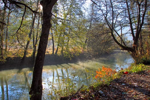 A river in the forest with trees on its banks