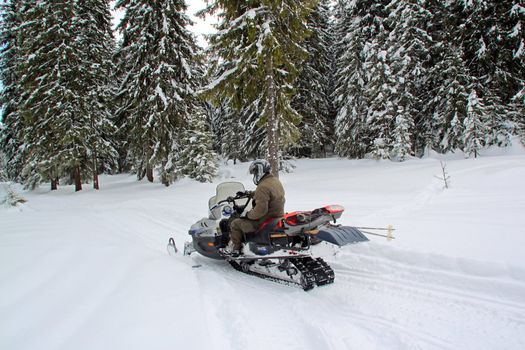 Man on a snowmobile among huge pine trees