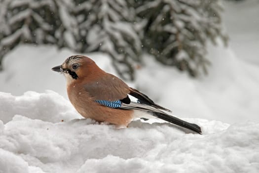 Close-up of an Eurasian Jay sitting in the snow