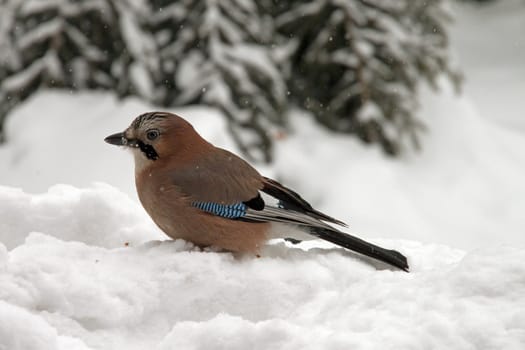 Close-up of an Eurasian Jay sitting in the snow