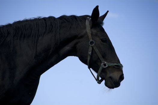 Head of a beautiful Black Horse