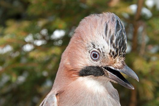 Close-up of an Eurasian Jay (Garrulus glandarius) on a pine tree in winter