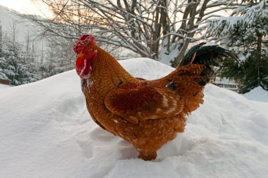 Close-up of a rooster standing in the snow