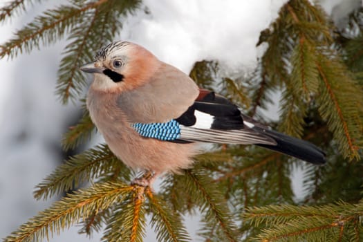 Close-up of an Eurasian Jay on a pine tree in winter