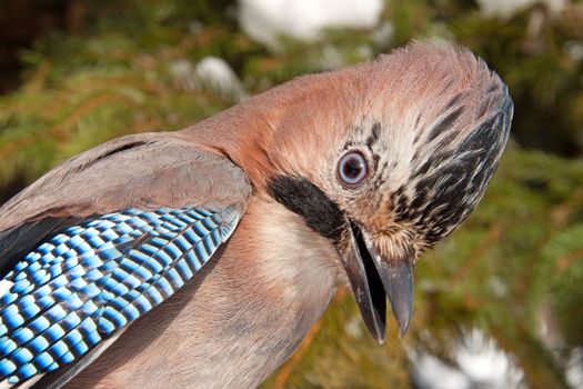 Close-up of an Eurasian Jay on a pine tree in winter