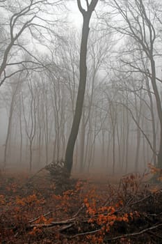 Leafless trees in the wood obscured by a thick fog