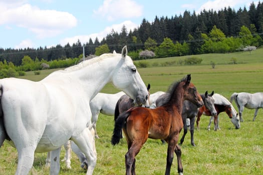 A brown horse among white ones on the pasture