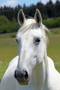 A white horse looking into the camera.