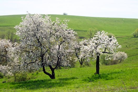 Blossoming trees on the green slopes.