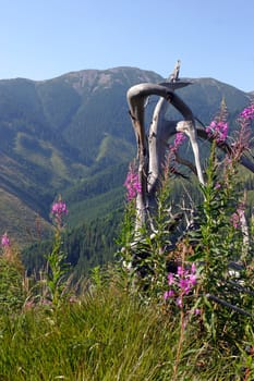 Purple rhododendrons circle a twisting dead tree. Mountains in the distance.