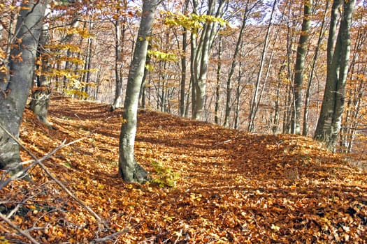 Autumn leaves cover the forest path