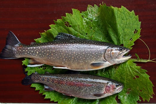 Two brown trouts on a table with leaf.