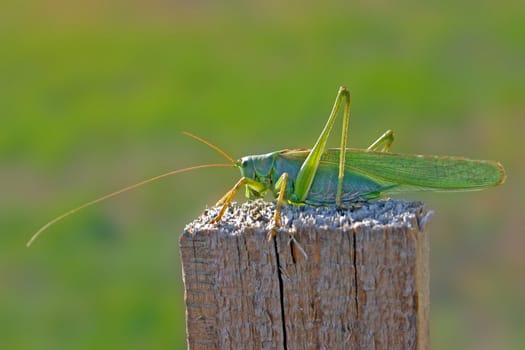 A common locust is standing on a wood pillar