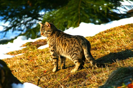 Cat under the pinewood