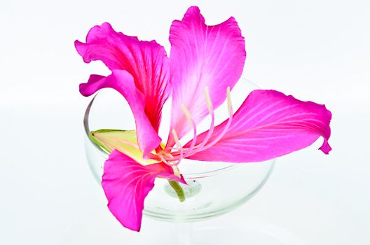 Purple Bauhinia in glass right.