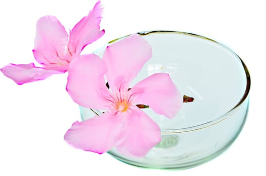 pink flowers in the glass