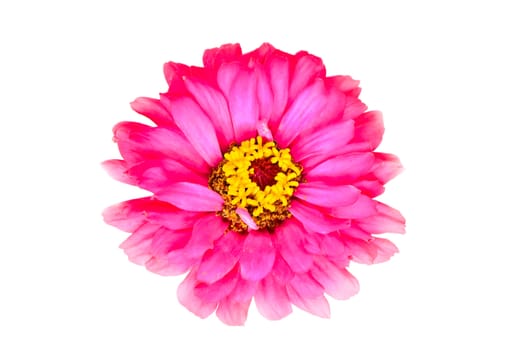 magenta zinnia flower on green background