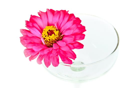 Fuchsia colored zinnia in left glass.