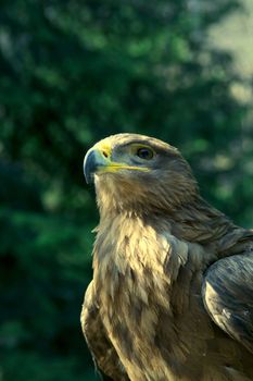 A golden eagle with a leafy environment