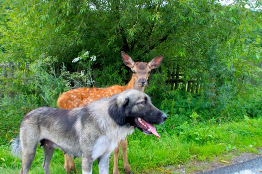 A fawn with a dog