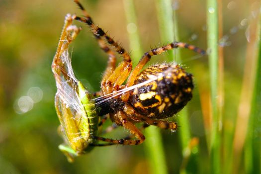 A hunting spider