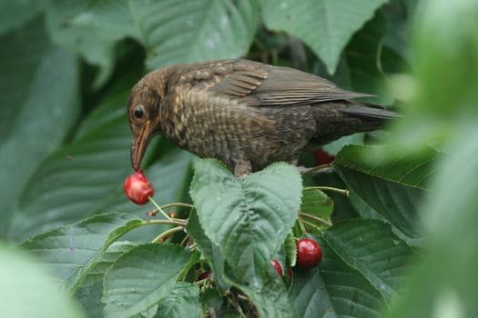 Bird is eating cherry on a branch