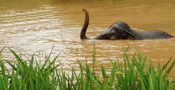 elephant bath in Thailand