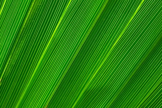 Green palm tree leaf background closup