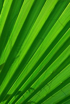 Green palm tree leaf background closup