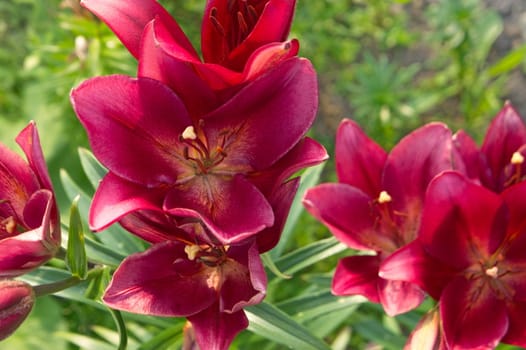 Dark pink beautiful garden lily of large size on natural background.