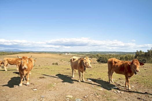 Cows in the countryside from Portugal