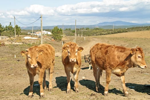 Young calves in the countryside from Portugal
