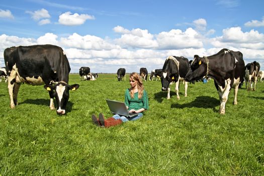 Young beautiful woman with her laptop between the cows