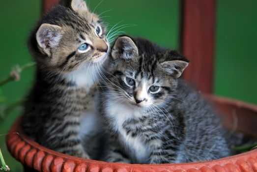 two cute kittens in basket