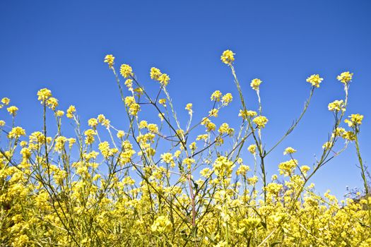 Wild yellow flowers in springtime