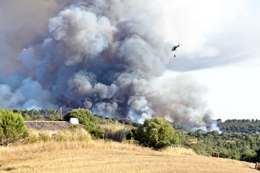 Forest fire in the countryside from Portugal