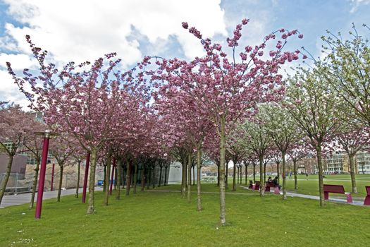 Japanese cherry trees blossoming in spring at the Museumplein in Amsterdam the Netherlands