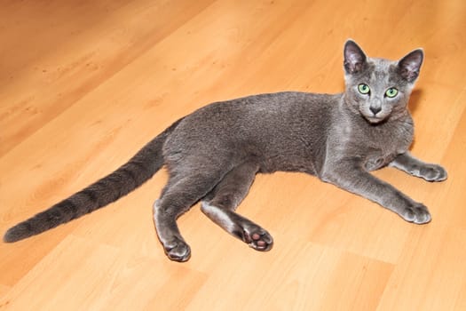 Young russian blue cat
