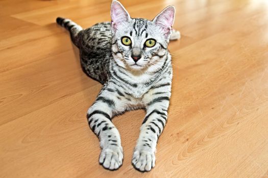 Young egyptian mau