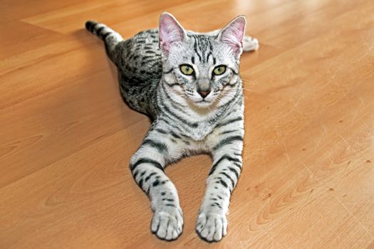 Young egyptian mau