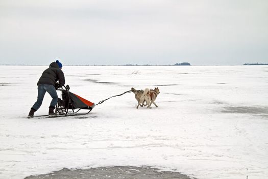 Sledging on the frozen IJsselmeer in winter in the Netherlands