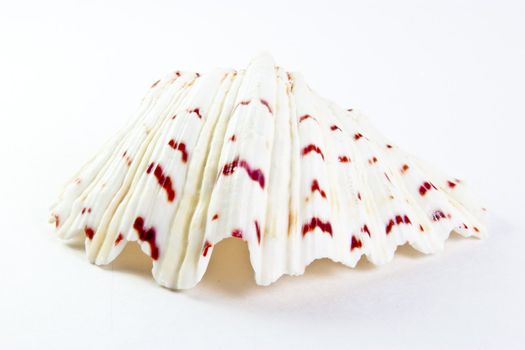 Shell from red sea on white background 