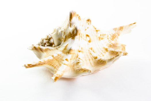 Shell from red sea on white background 