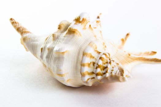 Shell from red sea on white background 