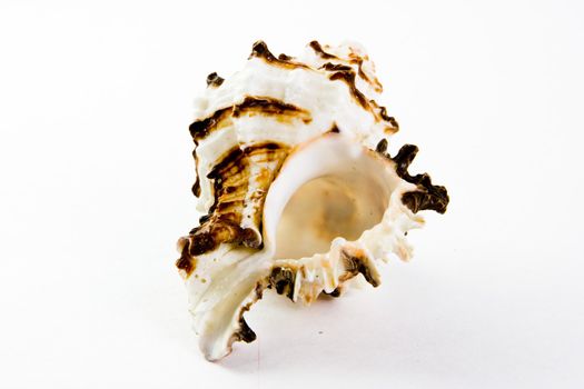 Shell from red sea on white background 