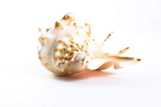 Shell from red sea on white background 
