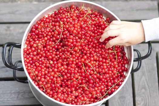 A hand picking red berry from pot