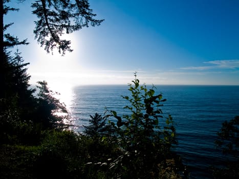 Trees Silhouetted by a Blue Ocean Sunset