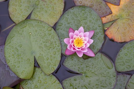 Water lily and petals, with waterdrops