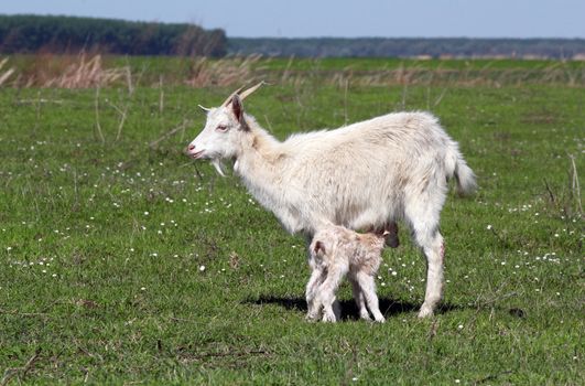 goat with just born little goat spring scene